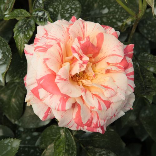 Pomarańczowo-czerwony z białymi paskami - róża wielkokwiatowa - Hybrid Tea